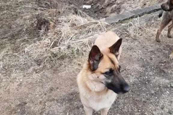 Пропала собака Туся на дороге Боровичи-Любытино, Волокское сельское поселение, Новгородская область.