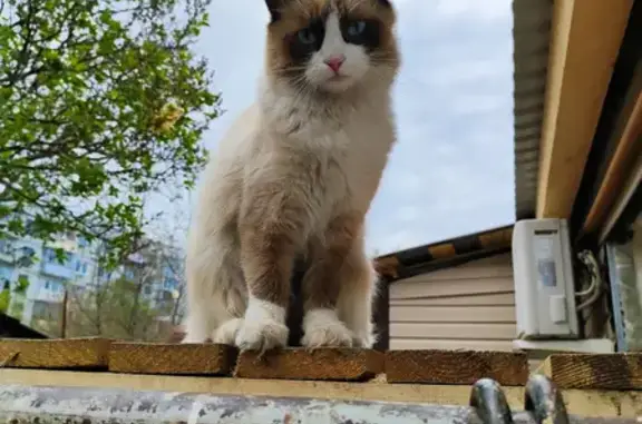 Кошка найдена на улице Сенько, 9А в Тамбове