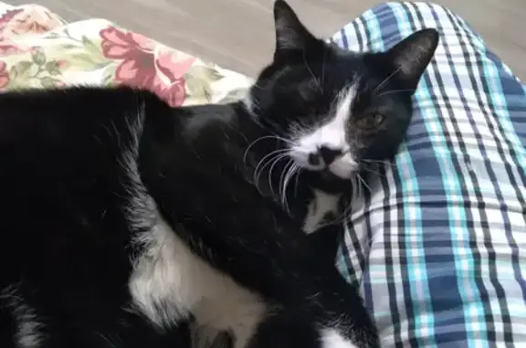 Потерянные животные Санкт-Петербург, фото: Пропала кошка с Белорусской ул. 16 к2