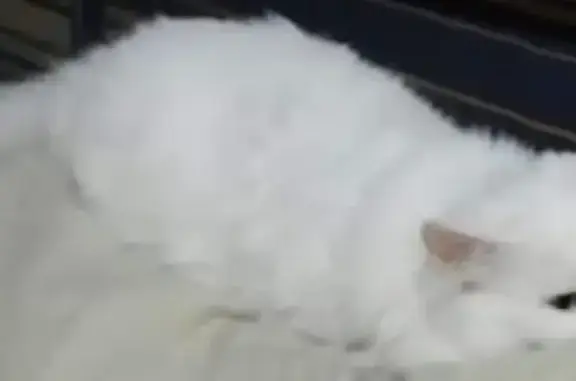 Пропала белая кошка на ул. Кирова, 8 в Вятских Полянах