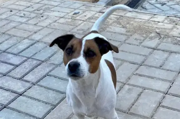 Пропала собака Айза в ЖК Лесобережный, Николо-Урюпино