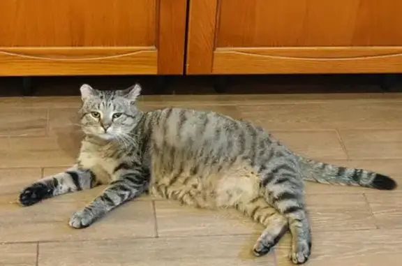 Пропал кот Винстон в Нахабино, нуждается в лечении