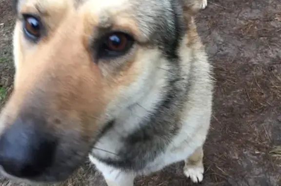 Найден молоденький пес на улице 9 Января, Воронеж