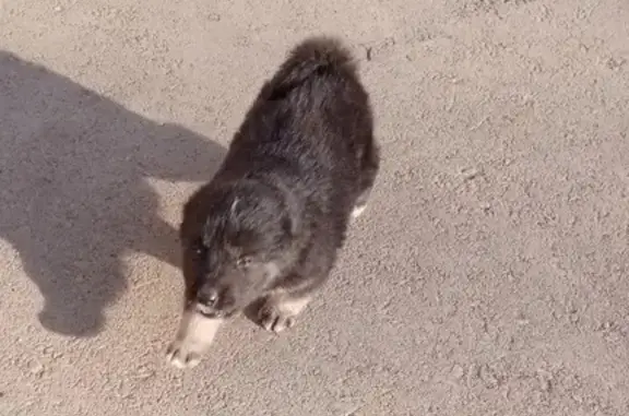 Собака на Железнодорожной, 25 в Верещагино.