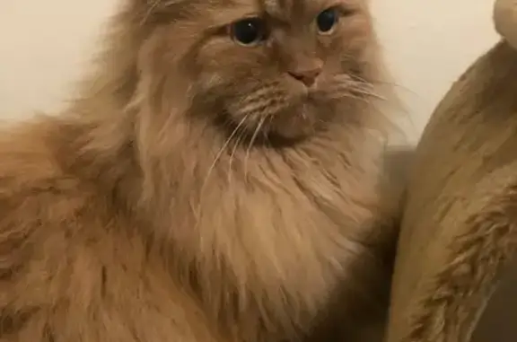Найден рыжий персидский котик в Внуково