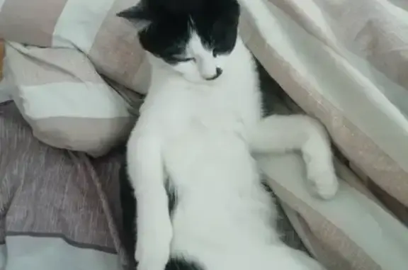 Пропала черно-белая кошка в Улан-Удэ