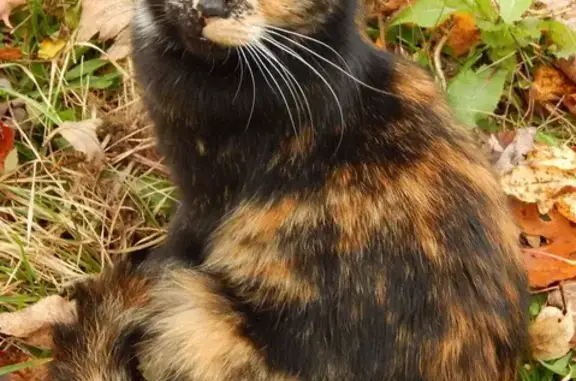 Кошки потеряшки, Смоленск, фото: Потеряшка кошка на ул. М. Октябрьской, Смоленск