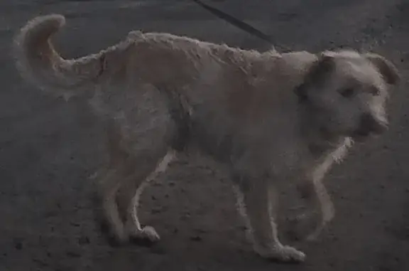 Пропала собака в поселке Северный, улица Новостроек, Курган.