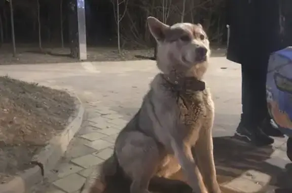 Светлая крупная собака на Дубравной улице, Казань