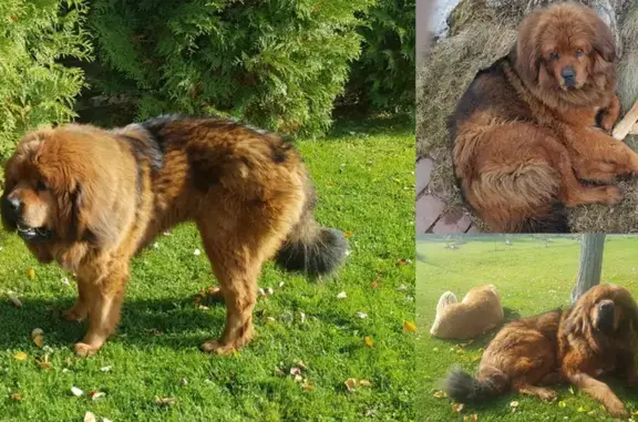 Пропала собака Тибетский мастиф в деревне Слобода