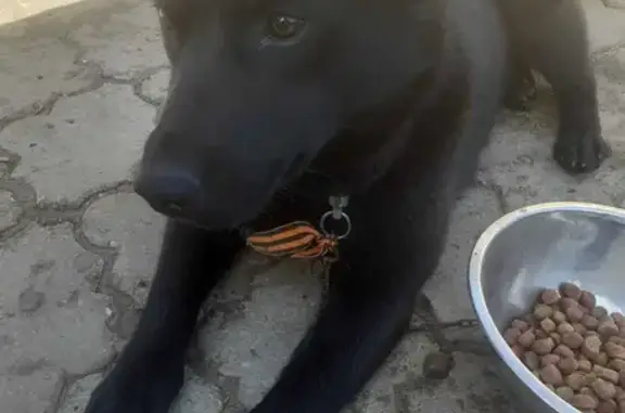 Найдена собака на ул. Менделеева, 7 в Уфе.