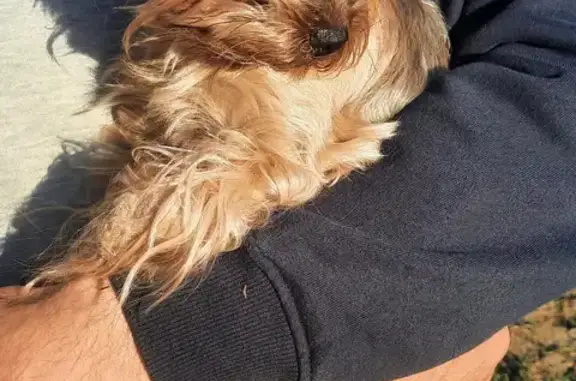 Найдена собака, Казань, фото: Найдена собака в Казани: ищем хозяев! (Ашхабадская ул., 74)