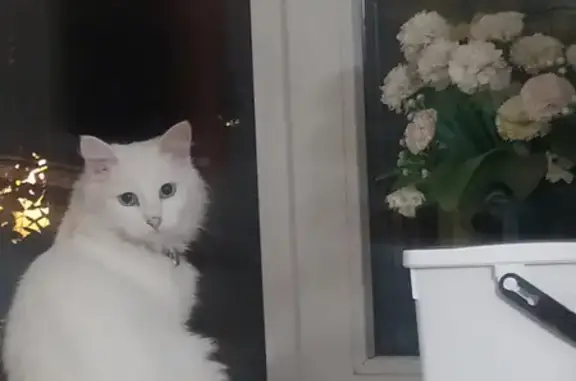 Пропала кошка на ул. Пархоменко, Салават