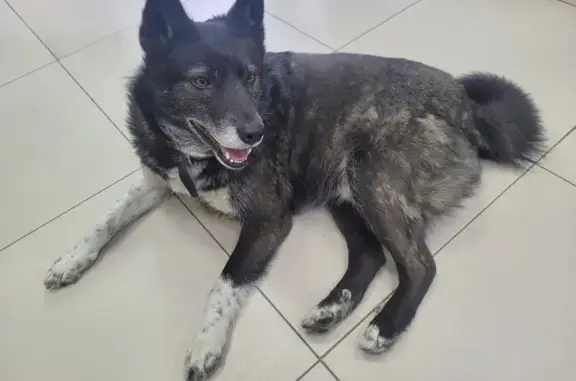 Найден добрый пес в Брянске, ищем владельца