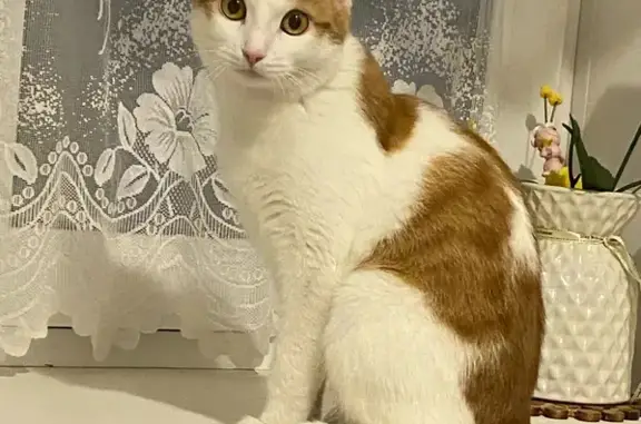 Потерянные животные Курган, фото: Пропала кошка Рома на улице Урицкого, Курган