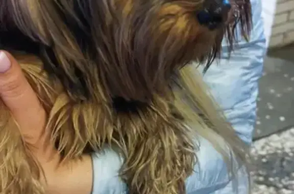 Собака найдена в кафе на улице Ленина, 7