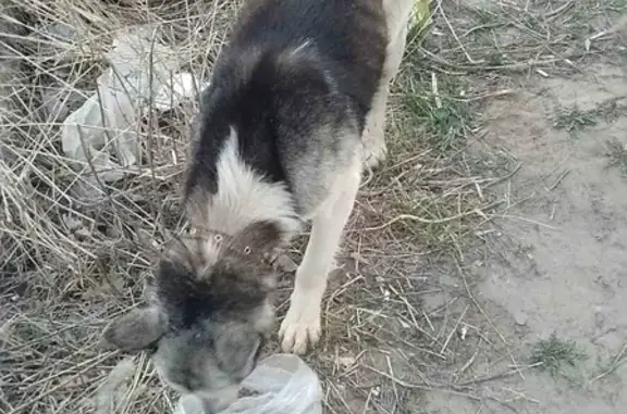 Собака-хаски на Холмогорова, 109: нужна помощь ветеринара