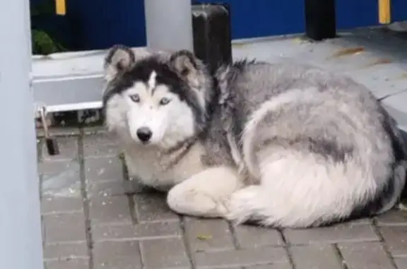 Найдена собака, Ростов-на-Дону, фото: Собака на ул. Вагулевского, 9А в Ростове-на-Дону