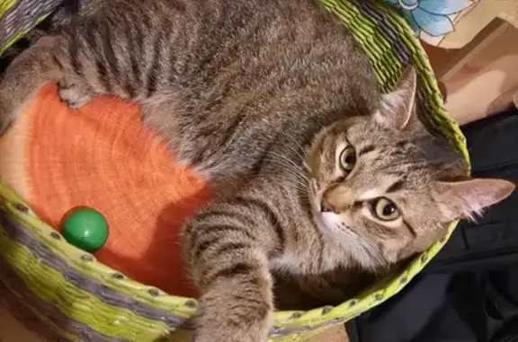 Кошки потеряшки, Киров, фото: Потеряшка кошка на ул. Ленина, 164/2, Киров