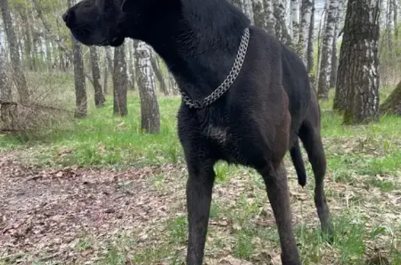 Найдена собака в Орловской области