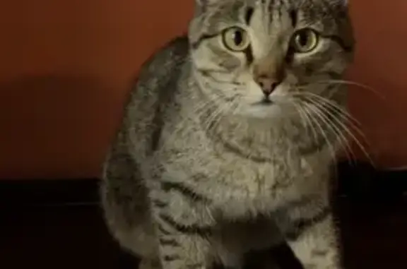 Потерянный кот на Розы Люксембург, 53 в Томске