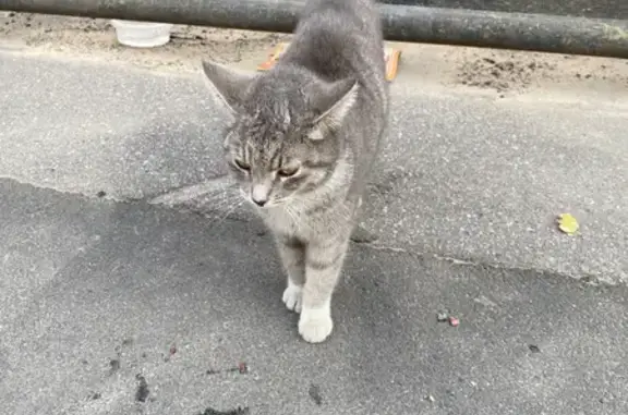 Найдена ласковая кошка на 11-й Красноармейской, СПб
