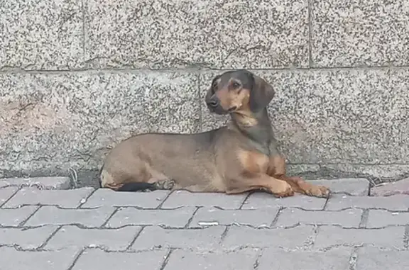 Найдена собака на ул. Карла Маркса, 73, Челябинск