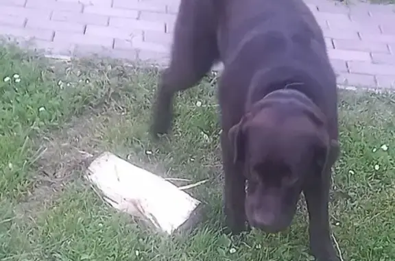 Пропала собака на Минском шоссе, Ликино