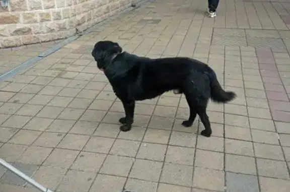 Собака потерялась на Советской улице, 26 в Сочи.
