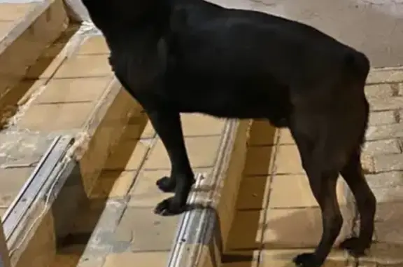 Собака без хвоста найдена в Москве.