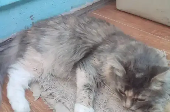 Кошки потеряшки, Москва, фото: Потеряшка кошка на Клинской, дом 11, Москва.