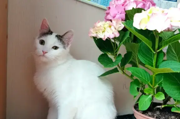 Потерянные животные Санкт-Петербург, фото: Пропала белая кошка на ул. Асафьева 12 к1 в СПб