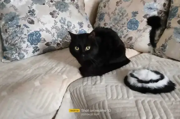 Найдена кошка черного цвета на ул. Кирдищева