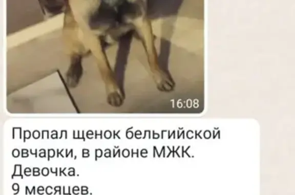 Пропала собака в районе МЖК Краснореченская, Хабаровск