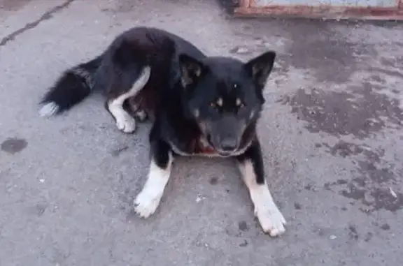 Найдена собака возле Ивановского рынка на ул. Мирошниченко