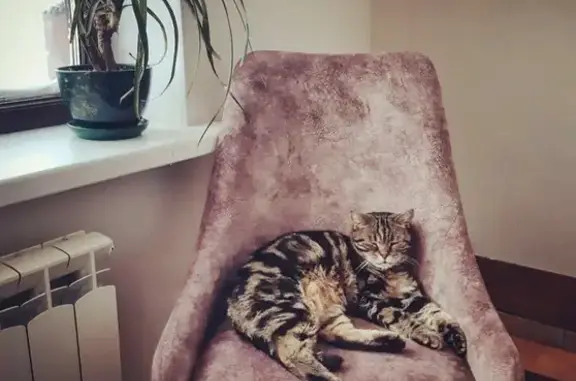 Кошки потеряшки, Тольятти, фото: Потеряшка кот на ул. Автостроителей 84А, Тольятти