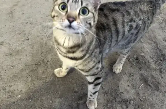 Найдена кошка на улице Роз, 48 в Тюмени
