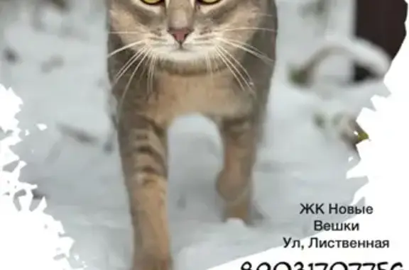 Пропала кошка Симбо на улице Абрикосовой, 4