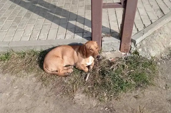 Найдена собака в Домодедово на ул. Ленина