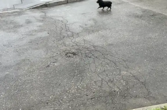 Найдена чёрная собака на Косинской в Москве