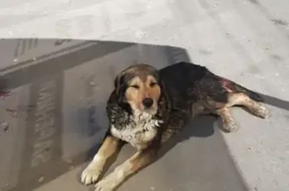 Найдена собака на бульваре Комарова, Ростов-на-Дону