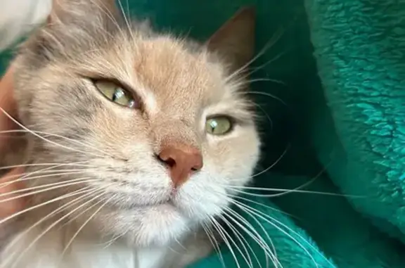 Потерянные животные Уфа, фото: Пропала кошка Нюся в районе УралТау, ул. Аксакова, 60, Уфа