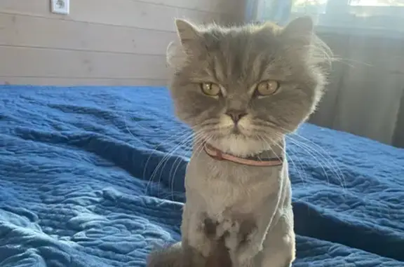 Пропала кошка Мася в Билимбае
