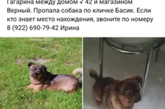Пропала собака Басик на ул. Гагарина, 46
