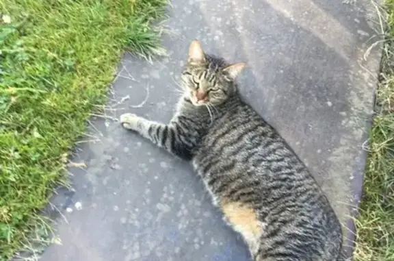Пропала кошка на улице Ленина, 34 в Приозерске