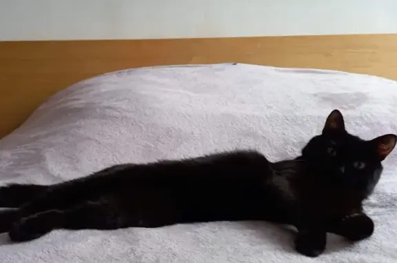 Кошки потеряшки, Киров, фото: Потеряшка черная кошка, ул. Преображенская, 3, Киров