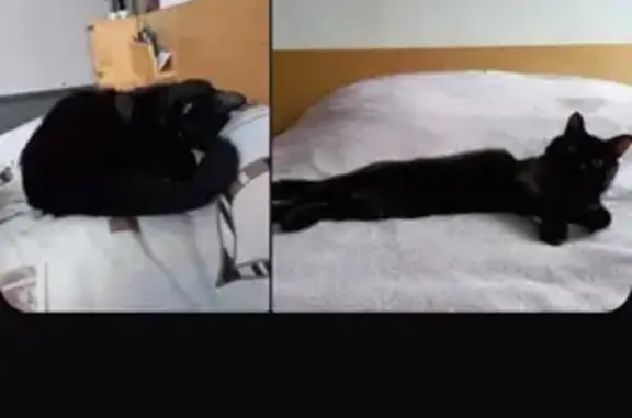 Кошки потеряшки, Киров, фото: Потеряшка черная кошка на улице Преображенской, 3