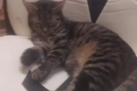 Объявления о пропавших и найденных животных, Санкт-Петербург, фото: Пропал кот Полосатый на пр. Металлистов 102, СПб