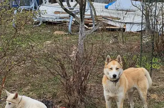 Пропала собака в Раменском, вознаграждение за информацию