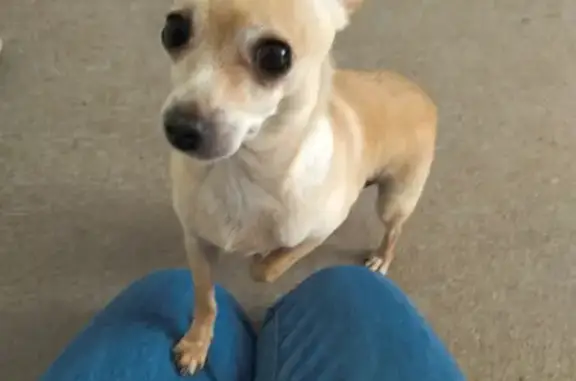 Найденные животные Ростов-на-Дону, фото: Собака найдена на Каширской, Ростов-на-Дону